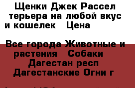 Щенки Джек Рассел терьера на любой вкус и кошелек › Цена ­ 13 000 - Все города Животные и растения » Собаки   . Дагестан респ.,Дагестанские Огни г.